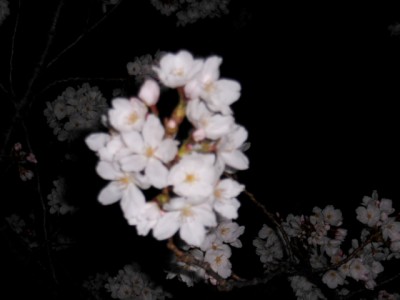 夜桜 006.jpg
